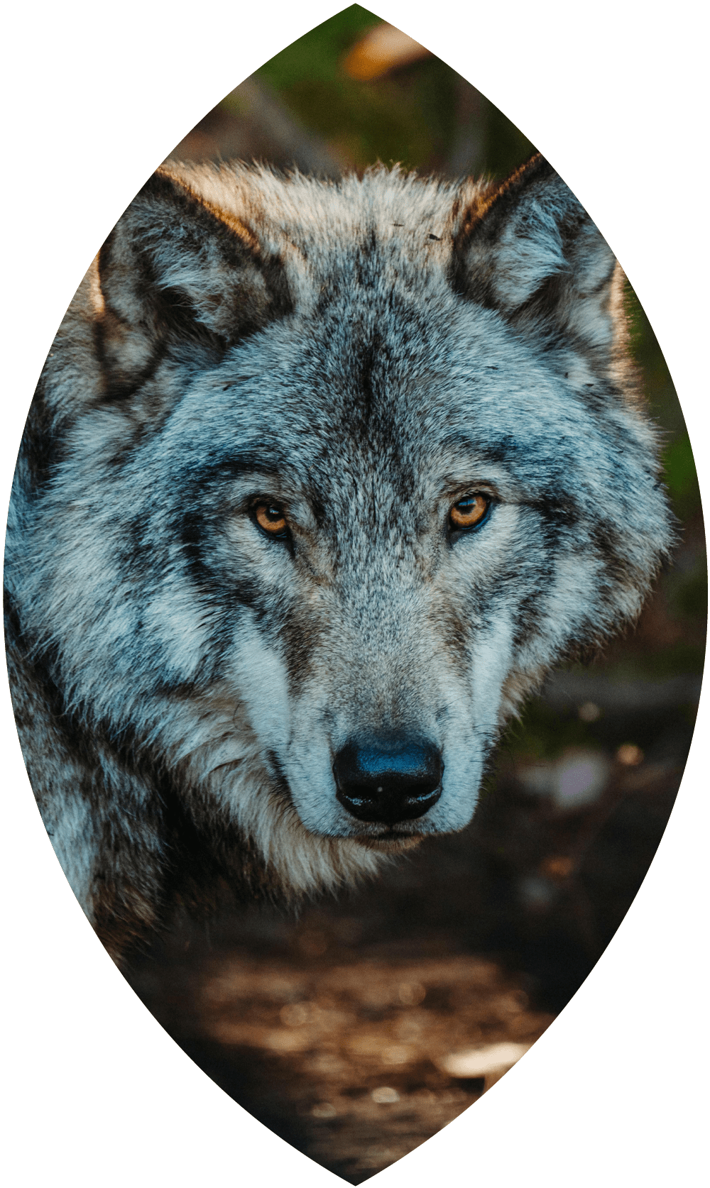 Saralù Petrozzi Spiritual Coach - Donne che corrono coi lupi