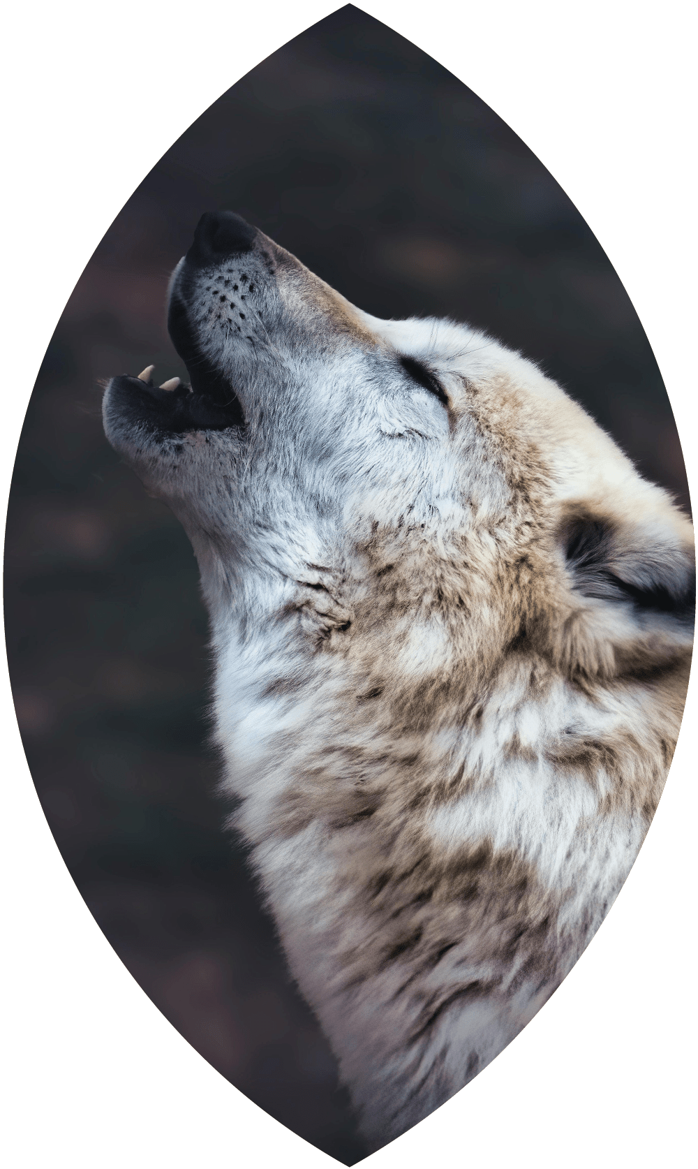 Saralù Petrozzi Spiritual Coach - Donne che corrono coi lupi